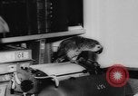 Image allemand parrot nom de Wilhelm Hambourg Allemagne, 1962, de la seconde 16 séquences d'archives historiques vidéo 65675055847