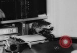 Image allemand parrot nom de Wilhelm Hambourg Allemagne, 1962, de la seconde 17 séquences d'archives historiques vidéo 65675055847