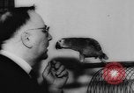Image allemand parrot nom de Wilhelm Hambourg Allemagne, 1962, de la seconde 19 séquences d'archives historiques vidéo 65675055847