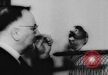 Image allemand parrot nom de Wilhelm Hambourg Allemagne, 1962, de la seconde 24 séquences d'archives historiques vidéo 65675055847