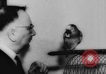 Image allemand parrot nom de Wilhelm Hambourg Allemagne, 1962, de la seconde 25 séquences d'archives historiques vidéo 65675055847