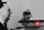 Image allemand parrot nom de Wilhelm Hambourg Allemagne, 1962, de la seconde 27 séquences d'archives historiques vidéo 65675055847