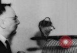 Image allemand parrot nom de Wilhelm Hambourg Allemagne, 1962, de la seconde 28 séquences d'archives historiques vidéo 65675055847