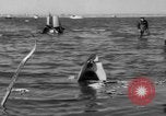 Immagine di Crash di American Airlines volo 1 in Giamaica Bay New York United States USA, 1962, secondo 33 filmato di repertorio 65675055878