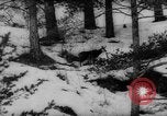 Immagine di Animali alpini Europa Alpi, 1963, secondo 7 filmato di repertorio 65675055907