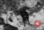 Immagine di Animali alpini Europa Alpi, 1963, secondo 10 filmato di repertorio 65675055907