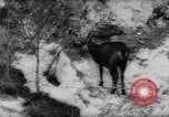 Immagine di Animali alpini Europa Alpi, 1963, secondo 11 filmato di repertorio 65675055907