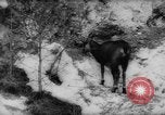 Immagine di Animali alpini Europa Alpi, 1963, secondo 12 filmato di repertorio 65675055907