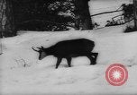 Immagine di Animali alpini Europa Alpi, 1963, secondo 13 filmato di repertorio 65675055907