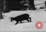 Immagine di Animali alpini Europa Alpi, 1963, secondo 14 filmato di repertorio 65675055907