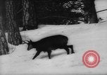 Immagine di Animali alpini Europa Alpi, 1963, secondo 15 filmato di repertorio 65675055907