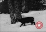Immagine di Animali alpini Europa Alpi, 1963, secondo 16 filmato di repertorio 65675055907