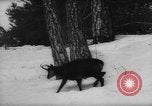 Immagine di Animali alpini Europa Alpi, 1963, secondo 17 filmato di repertorio 65675055907