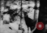 Immagine di Animali alpini Europa Alpi, 1963, secondo 19 filmato di repertorio 65675055907