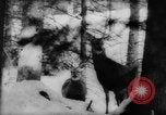 Immagine di Animali alpini Europa Alpi, 1963, secondo 20 filmato di repertorio 65675055907
