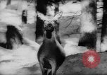 Immagine di Animali alpini Europa Alpi, 1963, secondo 21 filmato di repertorio 65675055907