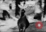 Immagine di Animali alpini Europa Alpi, 1963, secondo 22 filmato di repertorio 65675055907
