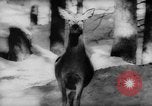 Immagine di Animali alpini Europa Alpi, 1963, secondo 24 filmato di repertorio 65675055907