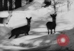 Immagine di Animali alpini Europa Alpi, 1963, secondo 29 filmato di repertorio 65675055907