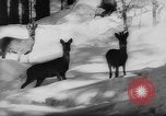 Immagine di Animali alpini Europa Alpi, 1963, secondo 30 filmato di repertorio 65675055907