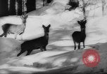 Immagine di Animali alpini Europa Alpi, 1963, secondo 31 filmato di repertorio 65675055907