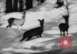 Immagine di Animali alpini Europa Alpi, 1963, secondo 32 filmato di repertorio 65675055907