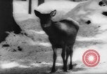 Immagine di Animali alpini Europa Alpi, 1963, secondo 33 filmato di repertorio 65675055907