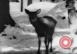 Immagine di Animali alpini Europa Alpi, 1963, secondo 34 filmato di repertorio 65675055907