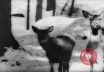 Immagine di Animali alpini Europa Alpi, 1963, secondo 35 filmato di repertorio 65675055907