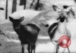 Immagine di Animali alpini Europa Alpi, 1963, secondo 36 filmato di repertorio 65675055907