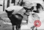 Immagine di Animali alpini Europa Alpi, 1963, secondo 37 filmato di repertorio 65675055907