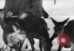 Immagine di Animali alpini Europa Alpi, 1963, secondo 39 filmato di repertorio 65675055907