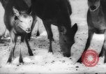 Immagine di Animali alpini Europa Alpi, 1963, secondo 40 filmato di repertorio 65675055907
