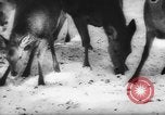 Immagine di Animali alpini Europa Alpi, 1963, secondo 41 filmato di repertorio 65675055907