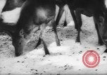 Immagine di Animali alpini Europa Alpi, 1963, secondo 42 filmato di repertorio 65675055907
