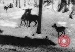 Immagine di Animali alpini Europa Alpi, 1963, secondo 43 filmato di repertorio 65675055907