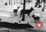 Immagine di Animali alpini Europa Alpi, 1963, secondo 44 filmato di repertorio 65675055907