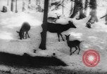 Immagine di Animali alpini Europa Alpi, 1963, secondo 45 filmato di repertorio 65675055907