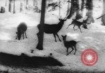 Immagine di Animali alpini Europa Alpi, 1963, secondo 46 filmato di repertorio 65675055907