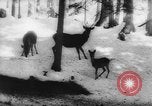 Immagine di Animali alpini Europa Alpi, 1963, secondo 47 filmato di repertorio 65675055907