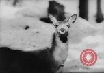 Immagine di Animali alpini Europa Alpi, 1963, secondo 48 filmato di repertorio 65675055907