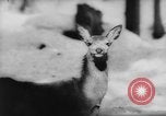 Immagine di Animali alpini Europa Alpi, 1963, secondo 49 filmato di repertorio 65675055907
