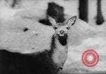 Immagine di Animali alpini Europa Alpi, 1963, secondo 50 filmato di repertorio 65675055907