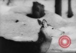 Immagine di Animali alpini Europa Alpi, 1963, secondo 51 filmato di repertorio 65675055907