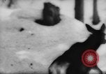 Immagine di Animali alpini Europa Alpi, 1963, secondo 52 filmato di repertorio 65675055907