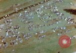 Image of Concentration camp Wiesbaden Germany, 1945, second 38 stock footage video 65675055934