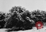 Image of heavy snowfall California United States USA, 1957, second 11 stock footage video 65675055943