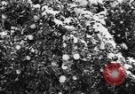 Image of heavy snowfall California United States USA, 1957, second 15 stock footage video 65675055943