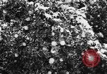Image of heavy snowfall California United States USA, 1957, second 16 stock footage video 65675055943