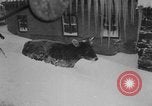 Image of heavy snowfall California United States USA, 1957, second 44 stock footage video 65675055943